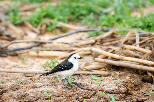 Black-backed Water Tyrant (Fluvicola albiventer) standing on dry mud