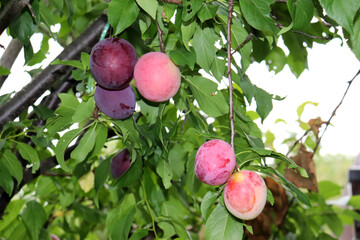 Red cherry plums of the Kubanskaya Kometa variety (Prunus cerasifera in Latin) and blue plums of another variety on a tree on a summer day in the garden - horizontal photo, close-up © Iuliia Koroleva
