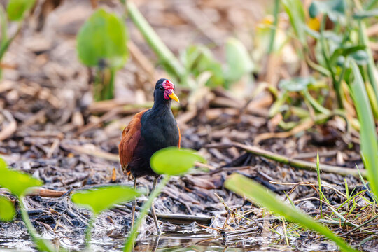 Wattled Jacana (Jacana jacana) standing on dry marsh debris