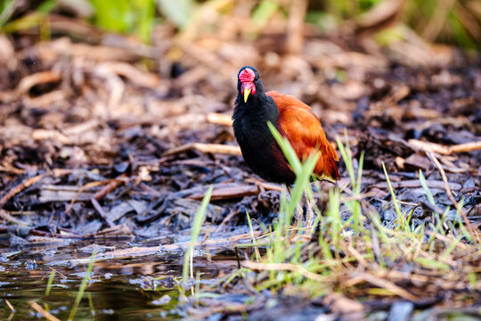 Wattled Jacana (Jacana jacana) walking through wetland grass