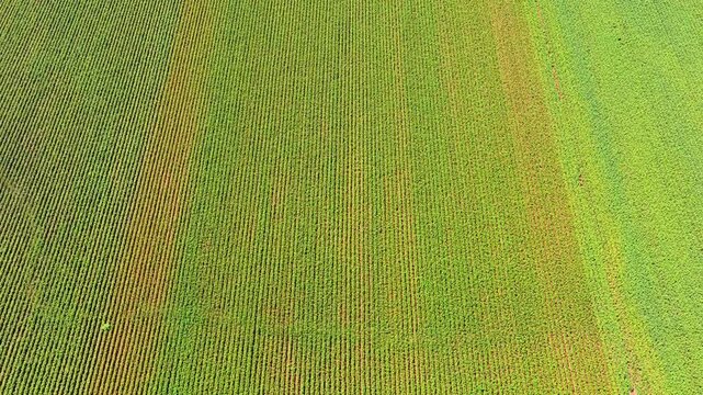 Vast green cornfield with endless parallel rows of crops growing in the fertile soil of a rural farm during a sunny summer day, creating an abstract natural background from an aerial perspective