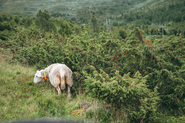 White sheep grazing in green mountain landscape. A collared sheep eats grass in a lush meadow near bushes on a forested slope during the daytime. © JULIA