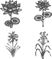 hand-drawn Sketch flower engraving style vector illustration. Vintage Retro flowers set including Hibiscus, Tuberose, Rose, Chrysanthemum, Lotus, Water Lily illustration Collection on transparent © JIBON