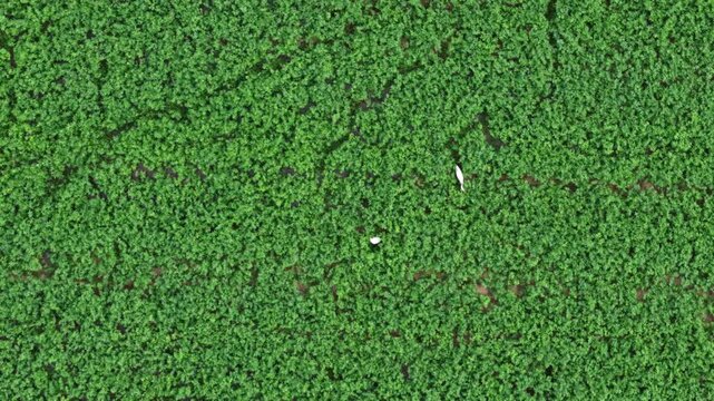 Beautiful aerial top-down perspective showing two white butterflies flying gracefully over a vast, vibrant green agricultural field, creating a mesmerizing natural pattern in the rural landscape