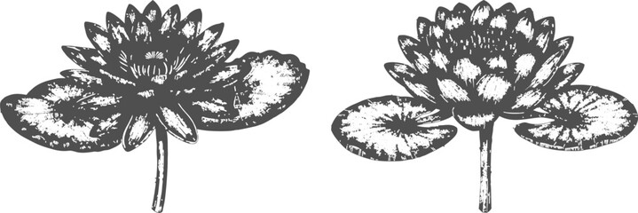 Lotus flower in vintage engraving style vector illustration on transparent background. © JIBON