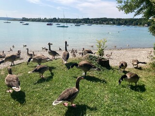 Natural scenic view of a flock of wild geese walking on a gravel beach along the shore of Ammersee Lake under a blue sky in Herrsching am Ammersee, Bavaria, Germany. © Kseniia