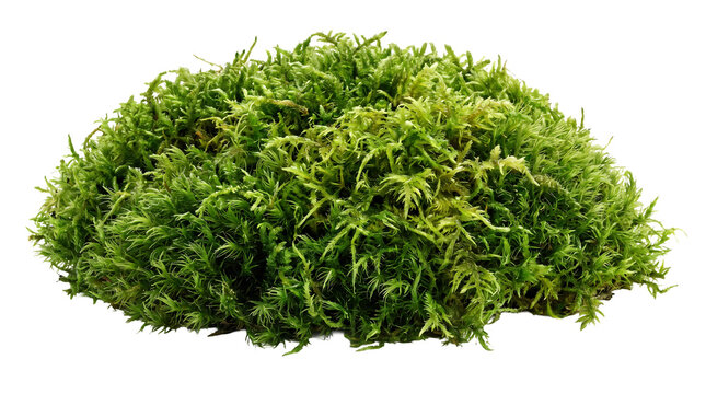 Green moss patch with botanical woodland transparent rendering background composition material as transparent object