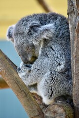 koala in tree © Rachel