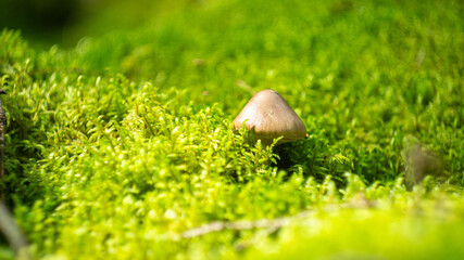 Tiny Lonely Mushroom on Vivid Green Moss Bed © antonkotov