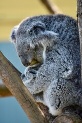 koala in tree © Rachel
