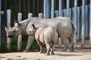 rhino in the zoo © Rachel