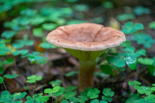 Paxillus Mushroom in Autumn Forest Undergrowth