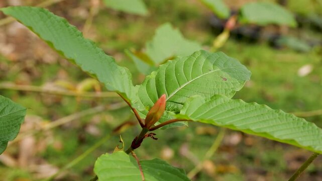 Close Up Footage of Kratom Leave, Mitragyna Speciosa