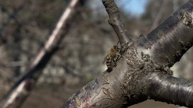 Serene and natural scene of bud blooming in sunny meadow, captured in close-up view. Vibrant brown and green colors of meadow contrast beautifully with wooden branch.