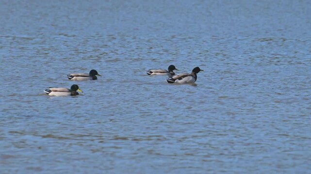 mallard wild duck (Anas platyrhynchos) males swimming