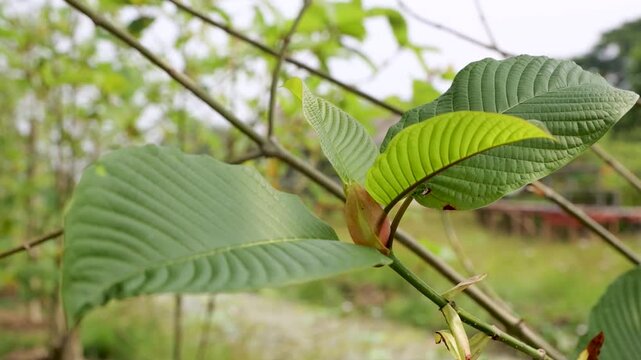 Close Up Footage of Kratom Leave, Mitragyna Speciosa