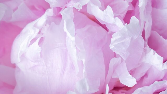 Close up view of a peony bud showing delicate layers of petals in soft pink tones