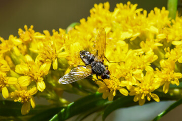bee on yellow flower © Rachel