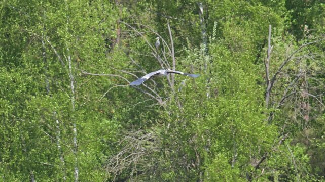 grey heron (Ardea cinerea) bird flying