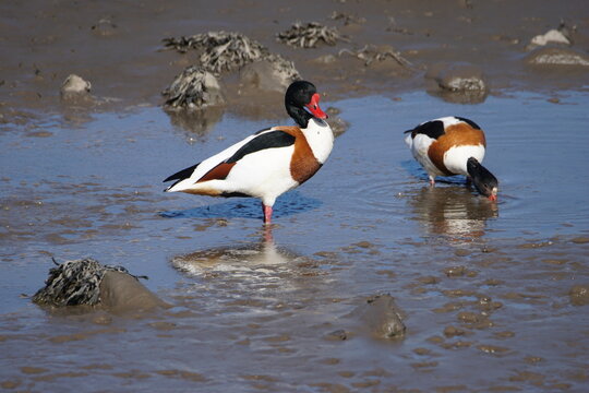 Pair of Common Shelducks (Tadorna tadorna) foraging in the mudflats along the River Coquet, Warkworth, Northumberland, England