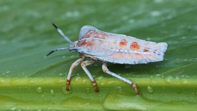 macro video of a shield bug, stink bug, resting on a dew-covered green leaf, showing intricate details of its antennae, legs, and patterned wings.