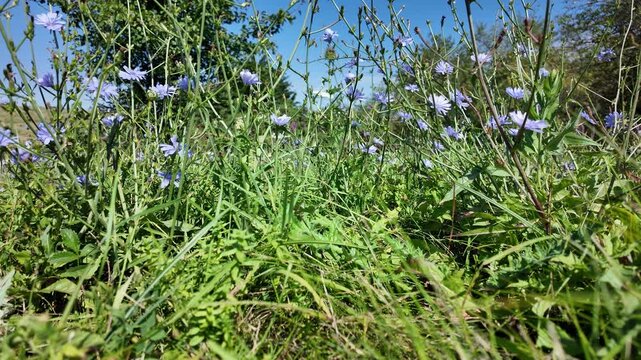 Common chicory against a background of green grass