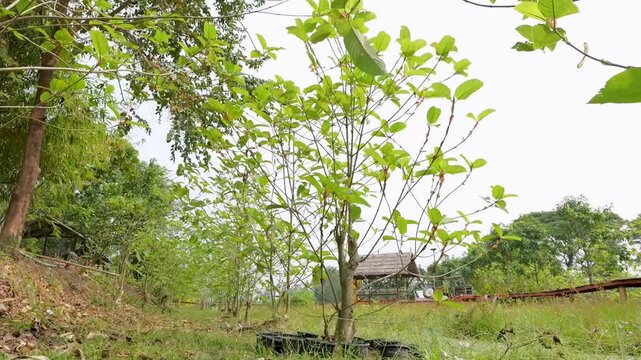 Kratom Tree (Mitragyna speciosa) Grow in Garden, Day