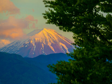 夕刻の紅霞に包まれる富士山と手前の新緑の木々