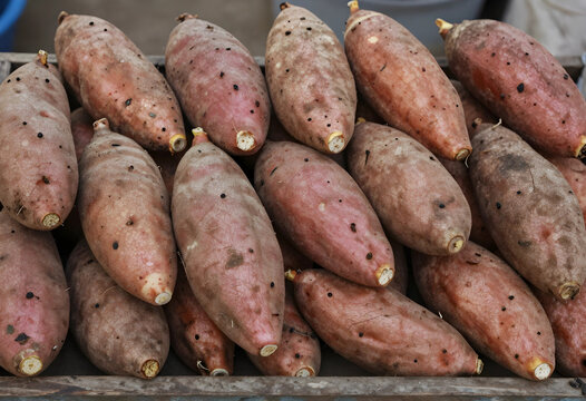 Organic sweet potatoes, sustainable agriculture and healthy food supply, fresh harvest of raw yams in a wooden crate for local market and grocery retail