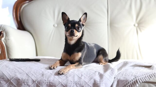 small black and tan Chihuahua dog lying on a dark brown soft blanket on a bed, looking attentively and alertly at camera with ears up