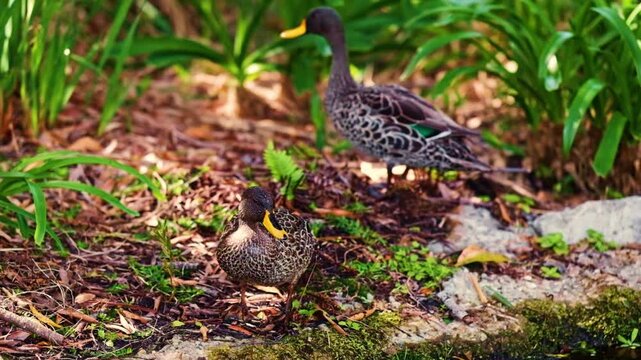 A calm and relaxing scene of two yellow bill ducks by a pond in a park