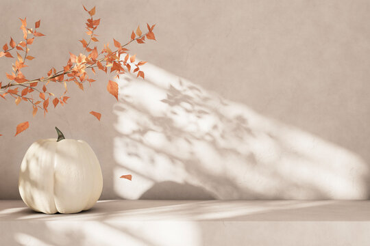 Minimal aesthetic autumn interior decor white thanksgiving pumpkin on empty table. Cozy holiday tabletop display. Natural fall mockup template. Beauty, fashion, lifestyle luxury brand display. October