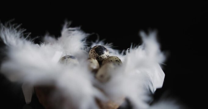 A bird's nest is full of feathers and eggs
