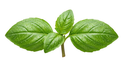 Fresh basil leaves with water droplets © BTG