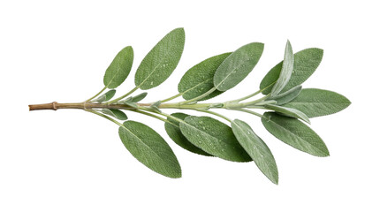 Fresh garden sage herb sprig on transparent background © BTG
