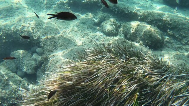 Underwater GoPro video capturing lush Posidonia seagrass swaying on the seabed, transitioning upward to reveal the scenic rocky cliffs of Massa Lubrense along the Sorrento Peninsula