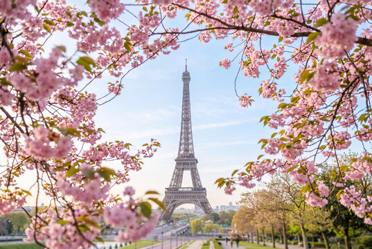 Eiffel Tower Framed by Pink Cherry Blossoms in Paris Spring Morning