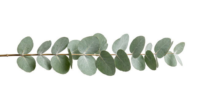 Horizontal eucalyptus branch with silver dollar leaves