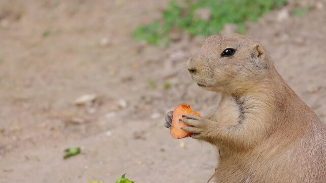 Prairie Dog Eating Carrot While Sitting Upright