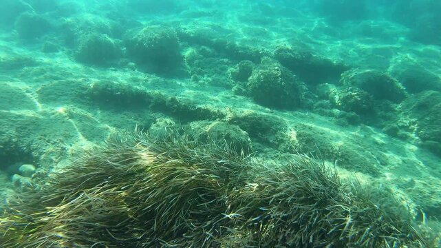 Underwater GoPro video capturing lush Posidonia seagrass swaying on the seabed, transitioning upward to reveal the scenic rocky cliffs of Massa Lubrense along the Sorrento Peninsula
