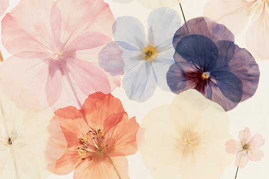 Minimalist Flat Lay Of Delicate Translucent Pressed Flowers On Pale Background