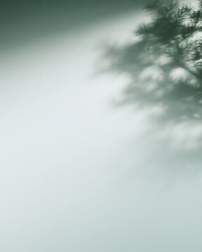 Soft plant shadow on sage green wall background. Minimalist organic leaf shadow 