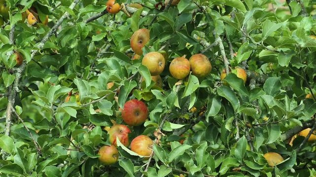 Clusters of small orange and yellow apples on the tree