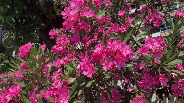 Bright pink oleander flowers and narrow green leaves in summer sunlight in Greece. Close-up of a flowering shrub with dense clusters of blossoms and leafy branches.