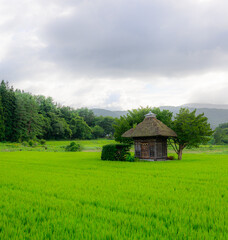 夏の緑に包まれた小さな神社 © 阿部 賢治