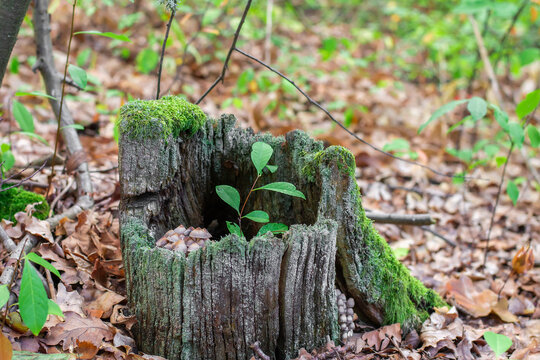 Old Tree Stump with Green Moss and Mushrooms in the Woods