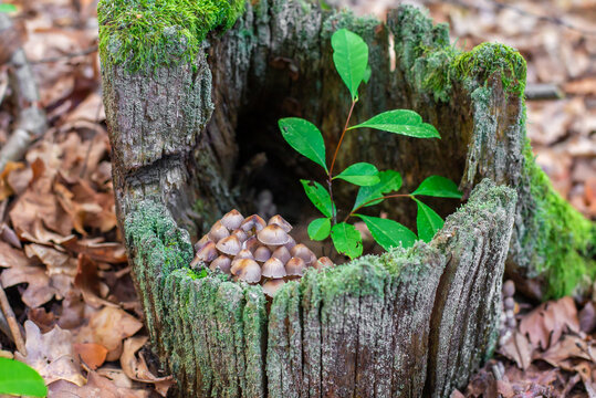 Hollow Tree Stump with Small Mushrooms and Moss in Forest