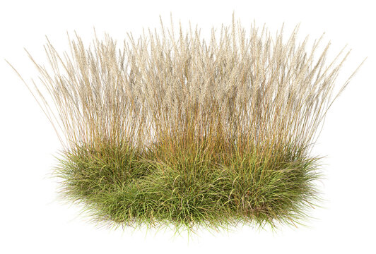 High furry grass fields group cut out backgrounds 3d render png