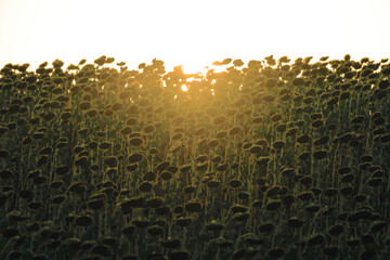 Obraz premium Sunflowers silhouetted against a setting sun in an agricultural field, creating a warm, golden hour glow