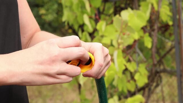 Close-up of hands tightening yellow plastic connector (quick release) on green garden hose on blurred background of green leaves in garden. Garden care, preparing watering equipment